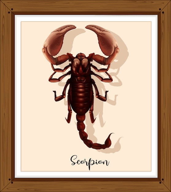 Gratis vector schorpioen op houten frame