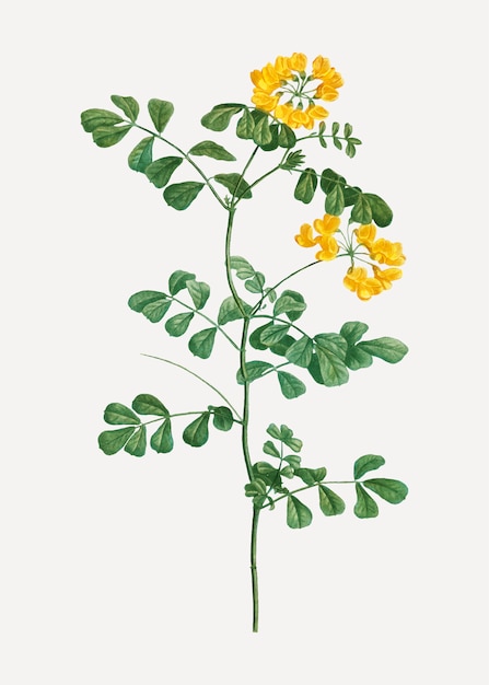 Gratis vector schorpioen wikke plant