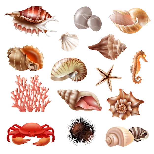 Gratis vector seashell realistische set