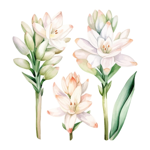 Set aquarel tuberoos bloemen clipart