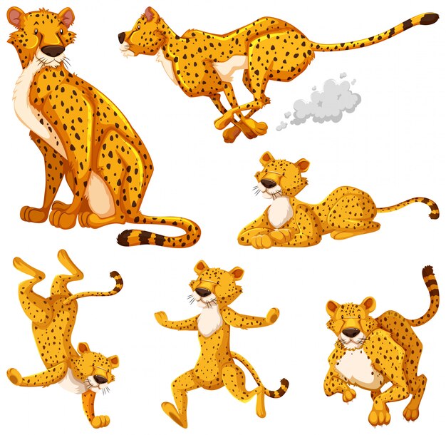 Set cheetah stripfiguur