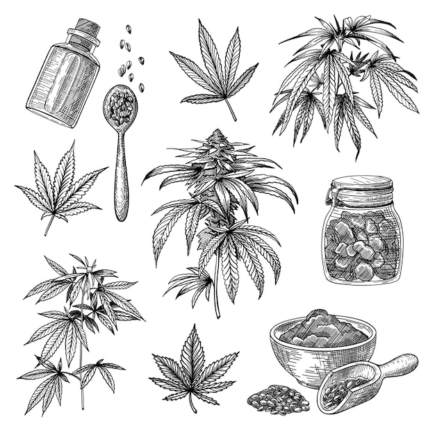 Set met gegraveerde illustraties van cannabis of hennep