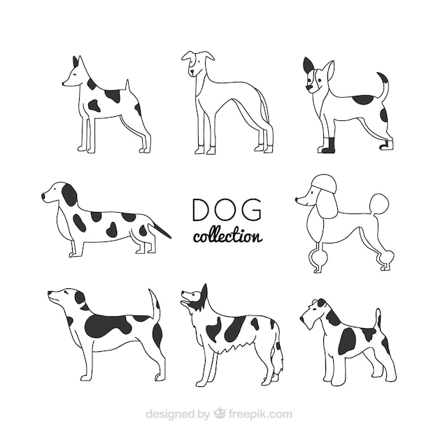 Set van acht rechte lijn honden