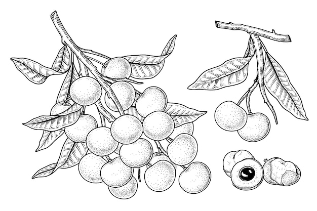 Gratis vector set van dimocarpus longan fruit handgetekende elementen botanische illustratie