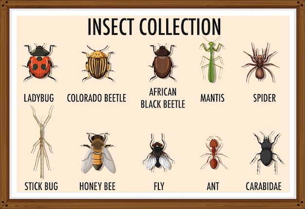 Gratis vector set van insectencollectie in houten frame