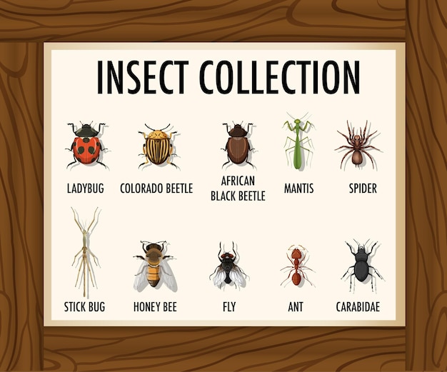 Gratis vector set van insectencollectie op houten tafel