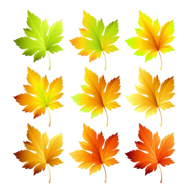 Gratis vector set van kleurrijke herfstbladeren.