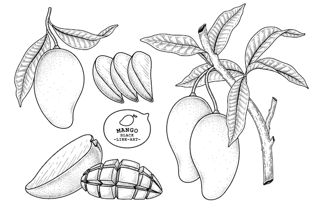 Set van mango fruit hand getrokken elementen botanische illustratie
