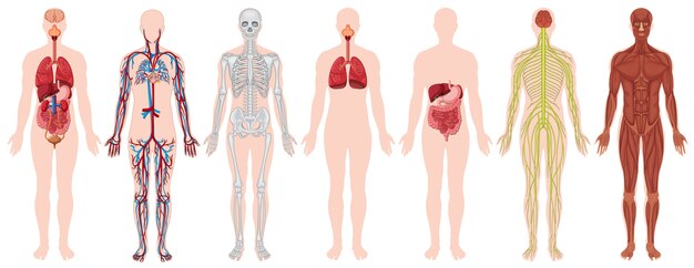 Set van menselijk lichaam en anatomie