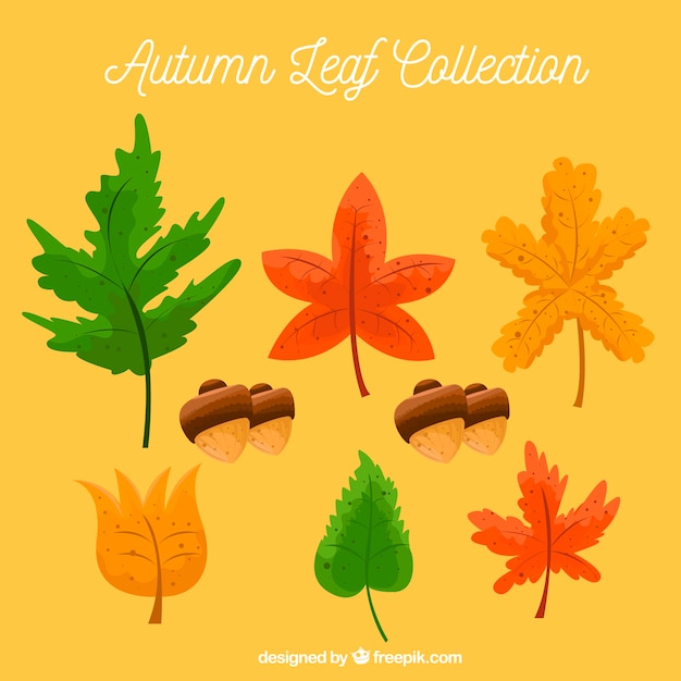 Gratis vector set van natuurlijke herfst elementen