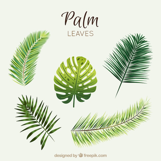 Gratis vector set van palmbladeren