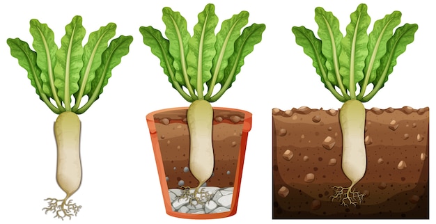 Gratis vector set van radijs plant met wortels geïsoleerd op een witte achtergrond