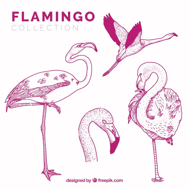 Set van roze flamingo&#39;s met verschillende houdingen