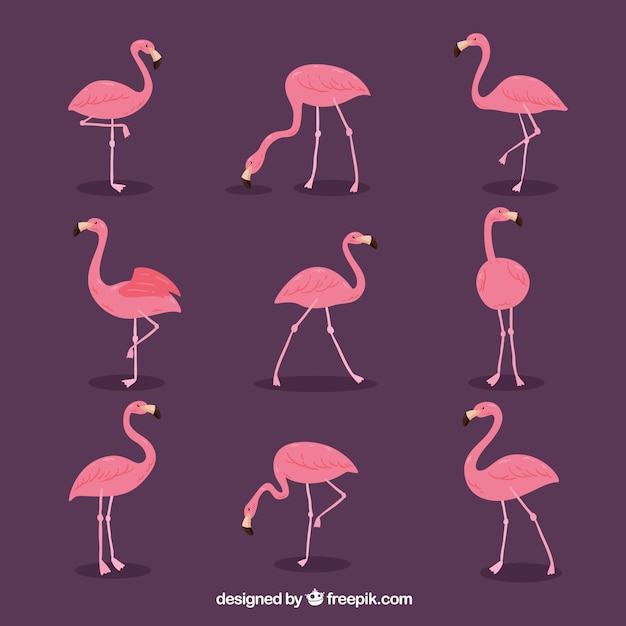 Gratis vector set van roze flamingo's met verschillende houdingen