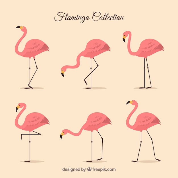 Gratis vector set van roze flamingo's met verschillende poses