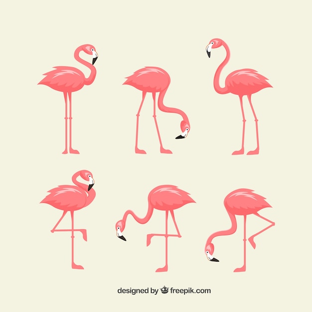 Set van roze flamingo's met verschillende poses