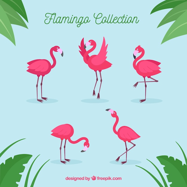 Gratis vector set van roze flamingo's met verschillende poses