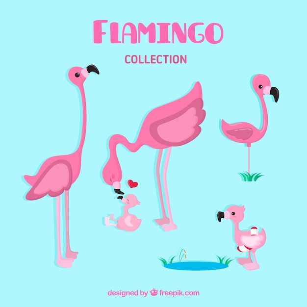 Set van roze flamingo&#39;s met verschillende poses