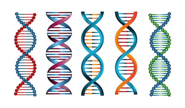 Set van structuren deoxyribonucleïnezuur