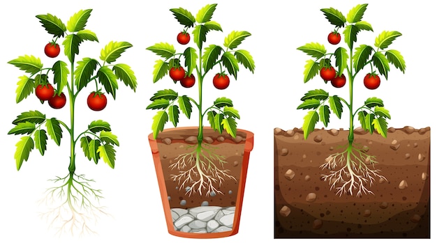 Gratis vector set van tomatenplant met wortels geïsoleerd op een witte achtergrond