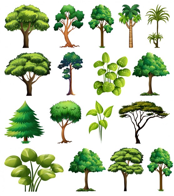 Set van verschillende planten en bomen