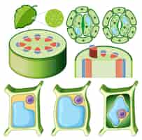 Gratis vector set van verschillende plantencellen
