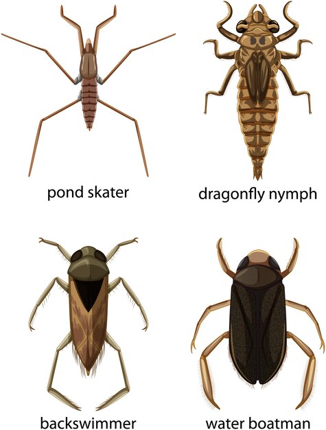 Set van verschillende soorten insecten en kevers met naam