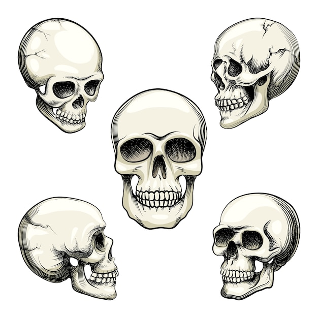 Set van vijf verschillende grijswaardenweergaven van een naturalistische menselijke schedel met tanden vectorillustratie geïsoleerd op wit