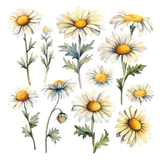 Set van waterverf daisy bloemen clipart