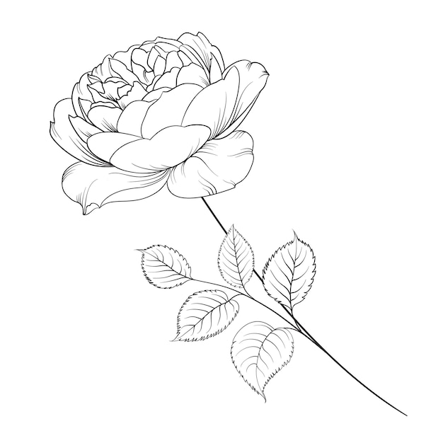 Gratis vector silhouet van roos geïsoleerd over wit.