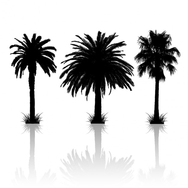 Silhouetten van 3 verschillende palmbomen met reflecties