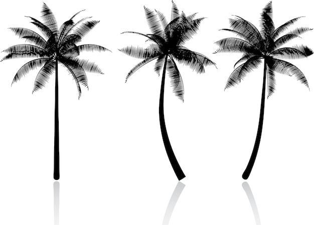Silhouetten van palmbomen