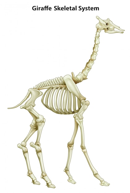 Skeletstelsel van een giraf