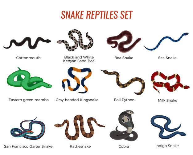 Slangen reptielen Set