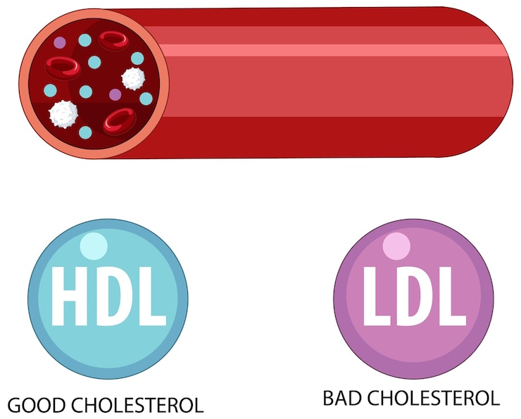 Gratis Vector soorten cholesterol hdl en ldl