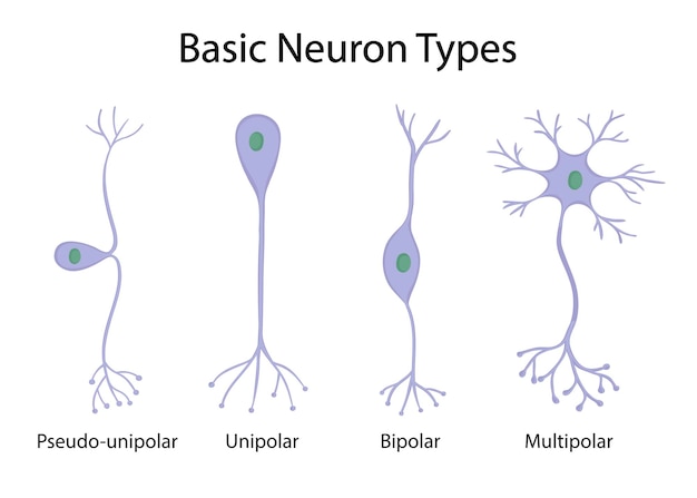 Soorten neuronen geïsoleerd op een witte achtergrond in cartoon-stijl