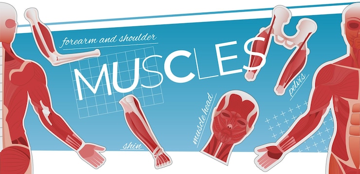 Gratis Vector spieranatomie collage van platte iconen met bewerkbare tekstopschriften en afbeeldingen van menselijke lichaamsdelen vectorillustratie