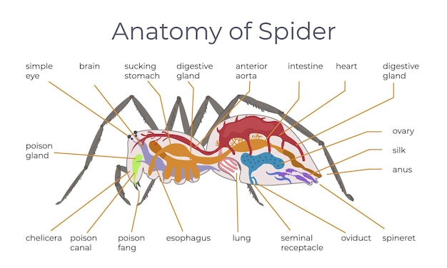 Gratis vector spininsect platte infographic samenstelling met anatomische weergave van spin met tekstbijschriften die naar lichaamsvectorillustratie wijzen
