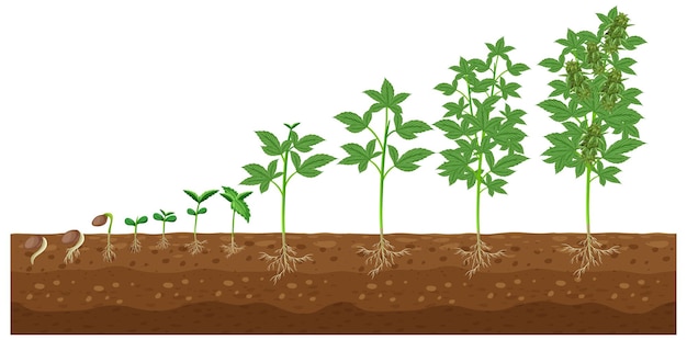 Gratis vector stadia van het groeien van cannabisplanten