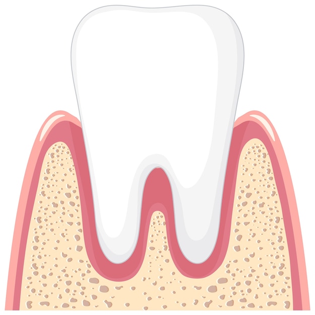 Gratis vector sterke tand in kauwgom op witte achtergrond