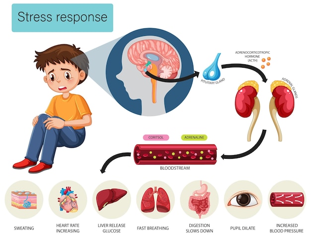 Gratis vector stressrespons anatomisch diagram met inwendige organen