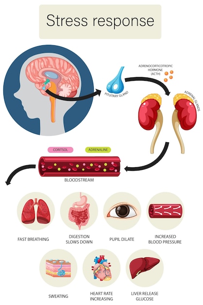 Gratis vector stressrespons anatomisch diagram met inwendige organen