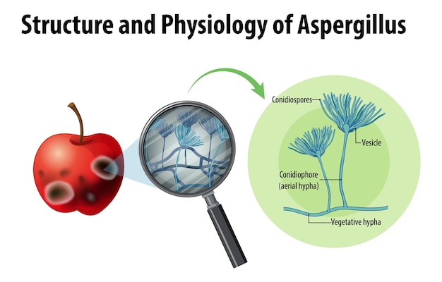 Gratis vector structuur en fysiologie van appel aspergillus