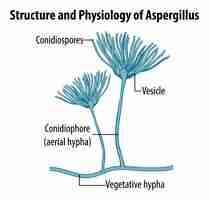 Gratis vector structuur en fysiologie van aspergillus