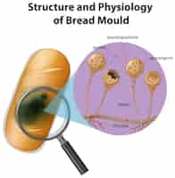 Gratis vector structuur en fysiologie van broodvorm