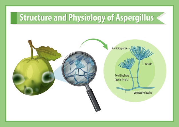 Structuur en fysiologie van guave Aspergillus