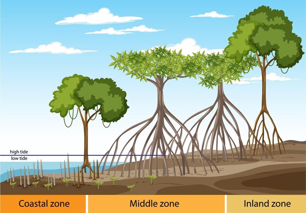 Structuur van mangrovebos met drie zones diagram zones