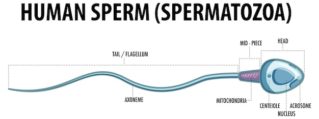 Structuur van menselijk sperma spermatozoa