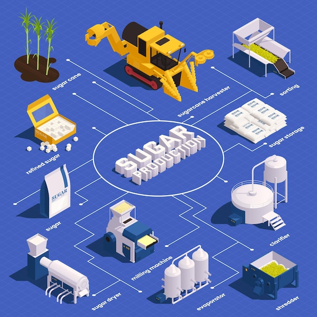 Suikerrietproductie isometrische infographics met rietoogster sorterende verduidelijker verdamper shredder suikeropslagelementen vectorillustratie