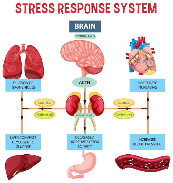 Gratis vector systeemschema voor stressrespons